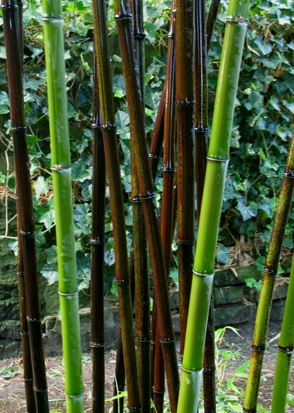 Phyllostachys Nigra - черный бамбук